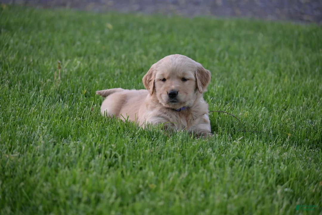 Golden Retriever dogs for sale: Lilly - Ad 2