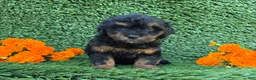 Mini Goldendoodle dogs for sale: Jenny - Ad 3