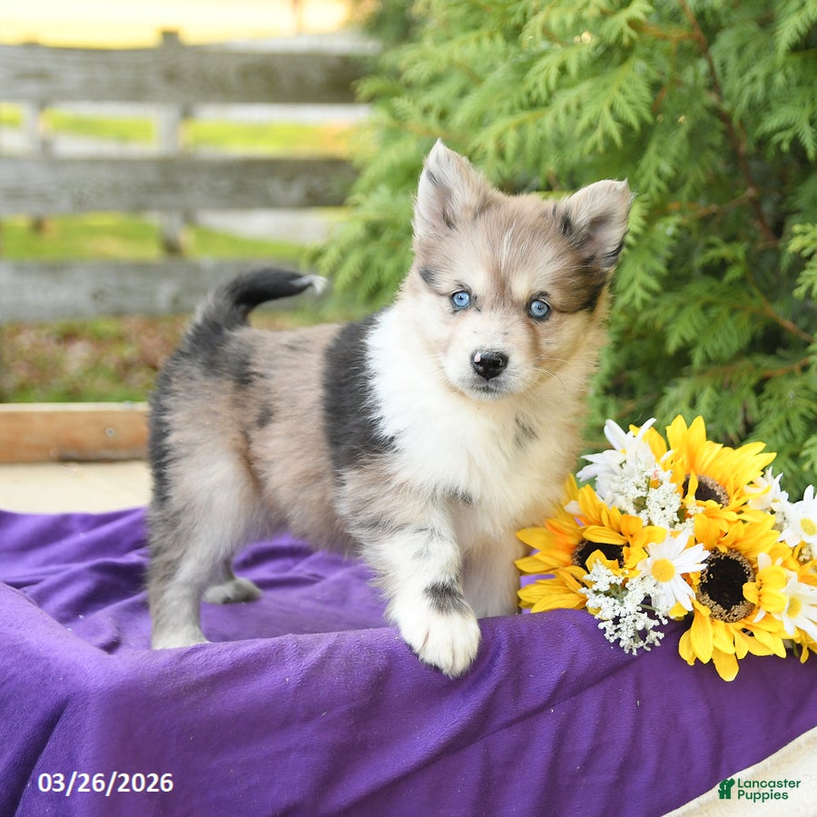 Pomsky dogs Kendra - Ad 1