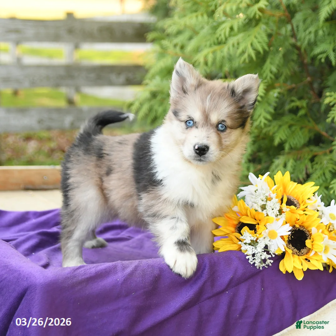 Pomsky dogs for sale: Kendra - Ad 1