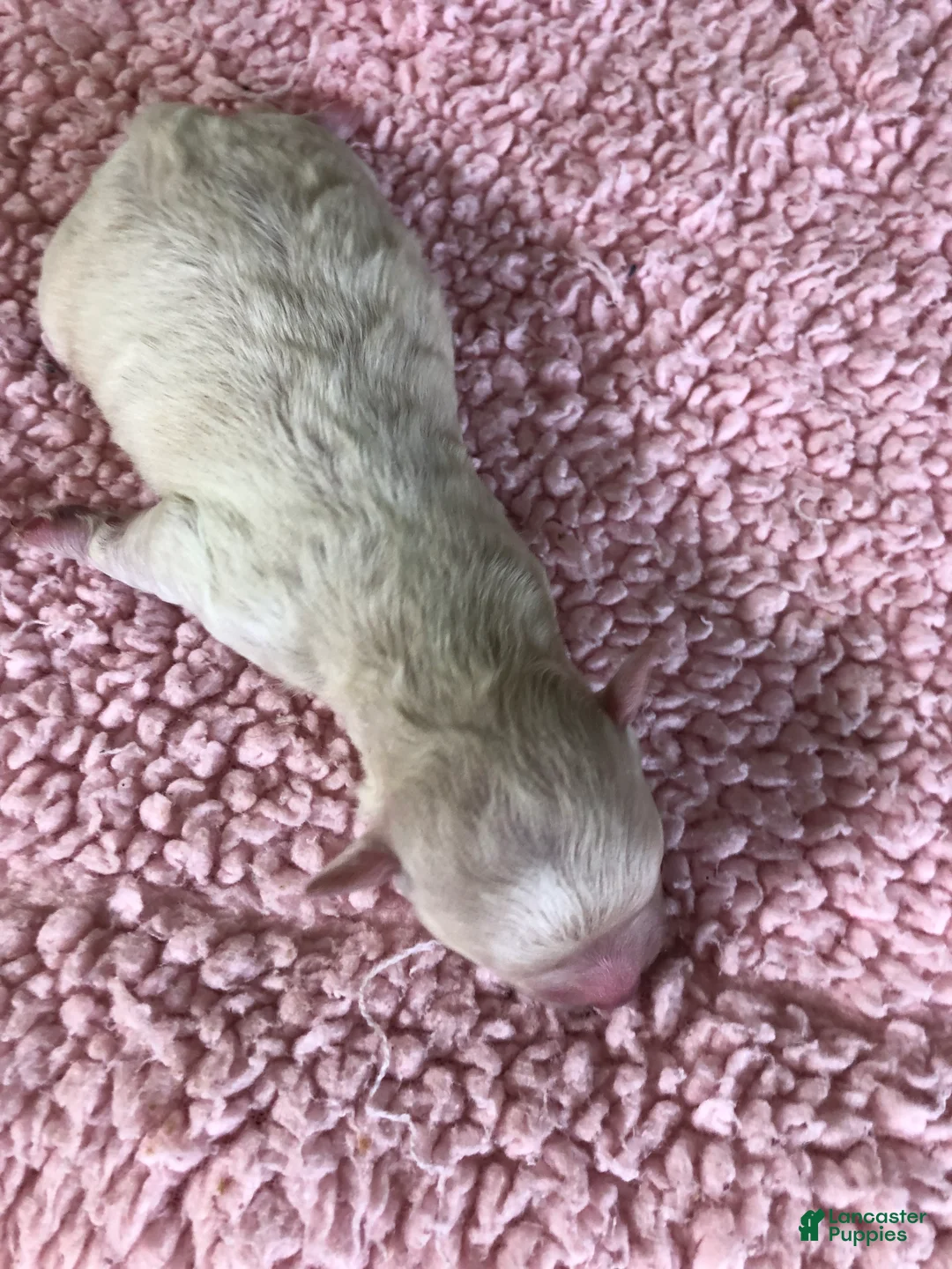 Maltipoo dogs for sale: Maddie - Ad 2