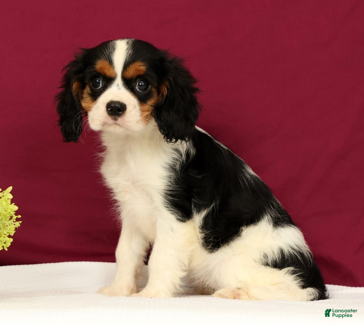 Cavalier King Charles Spaniel dogs Skylar - Ad 1