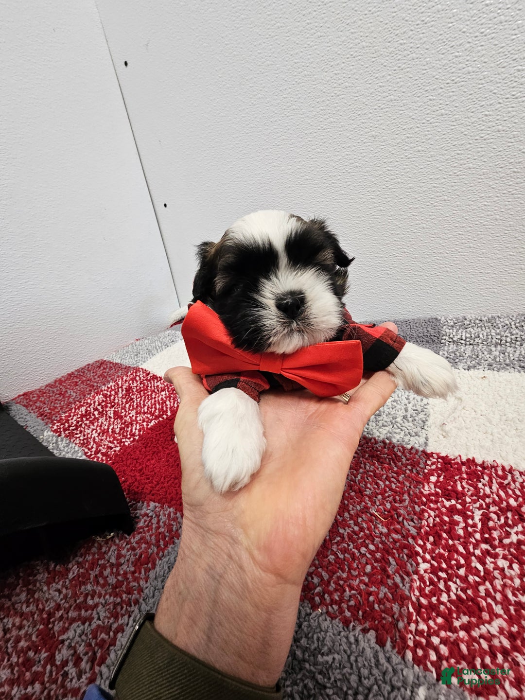 Shih Tzu dogs for sale: Gordon Ckc - Ad 1