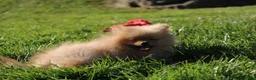Pomeranian dogs for sale: Finn - Ad 6