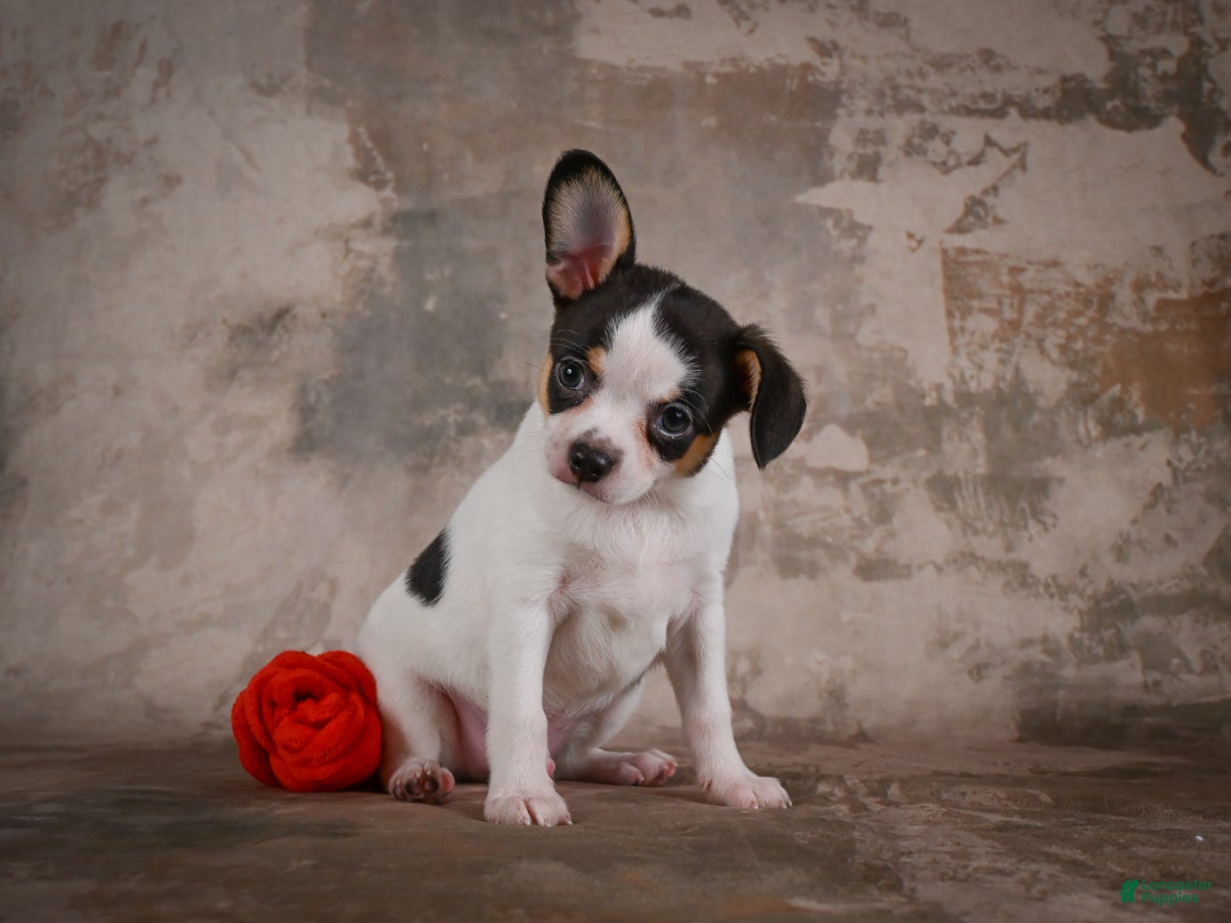 Chihuahua dogs Earl - Ad 2