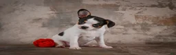 Chihuahua dogs for sale: Earl - Ad 5