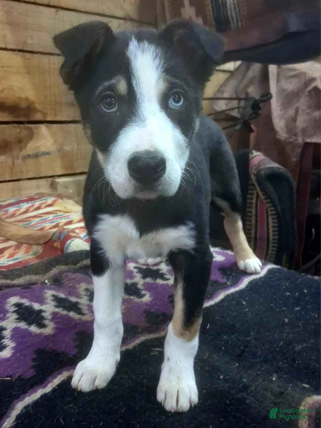 Border Collie dogs for sale: Border Collie Puppy 1 - Ad 12