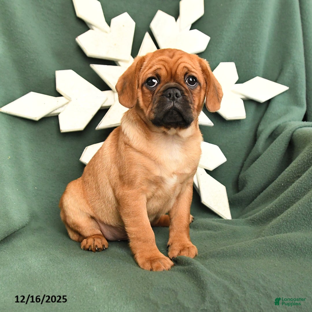 Mixed Breed dogs for sale: Rusty - Ad 2