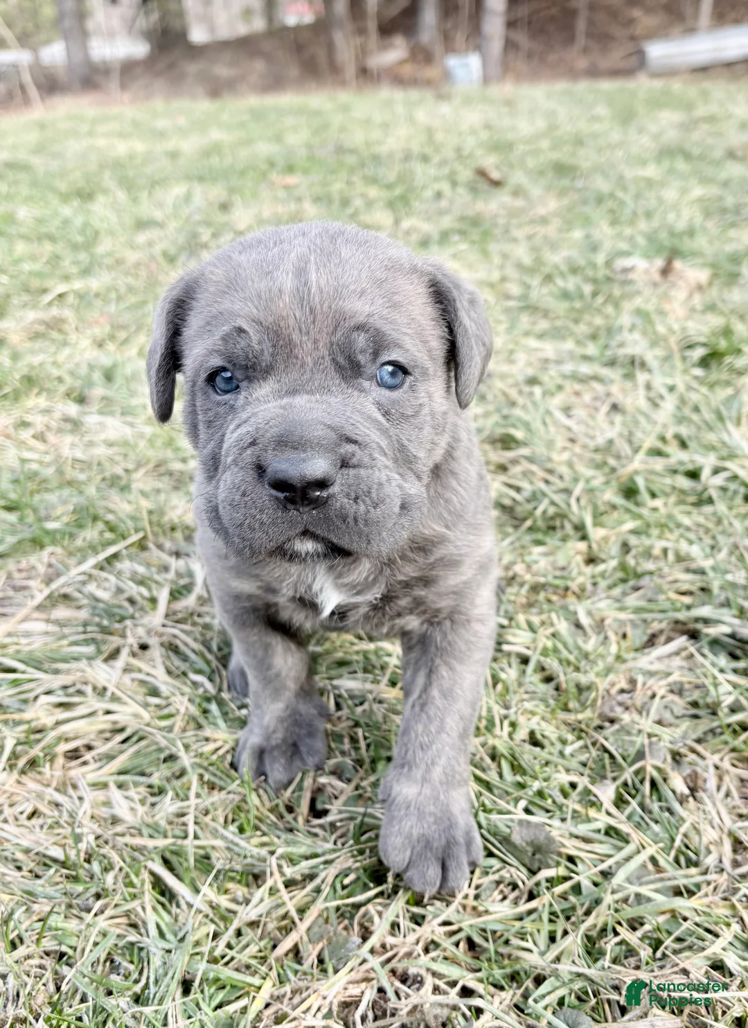 Cane Corso dogs for sale: Cane Corso Puppy 1 - Ad 9
