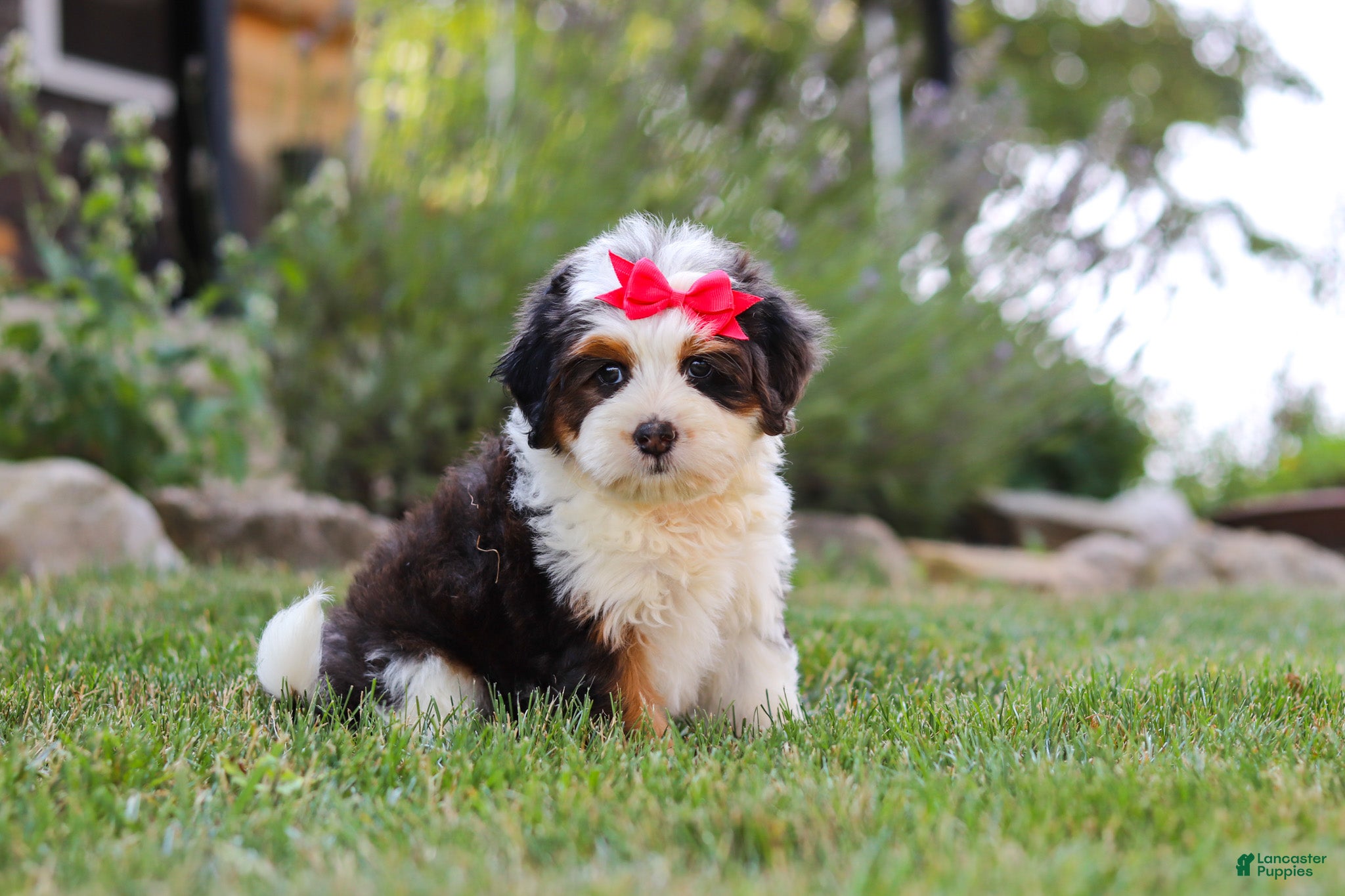 Mini Bernedoodle dogs Hailey - Ad 2