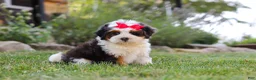 Mini Bernedoodle dogs for sale: Hailey - Ad 2