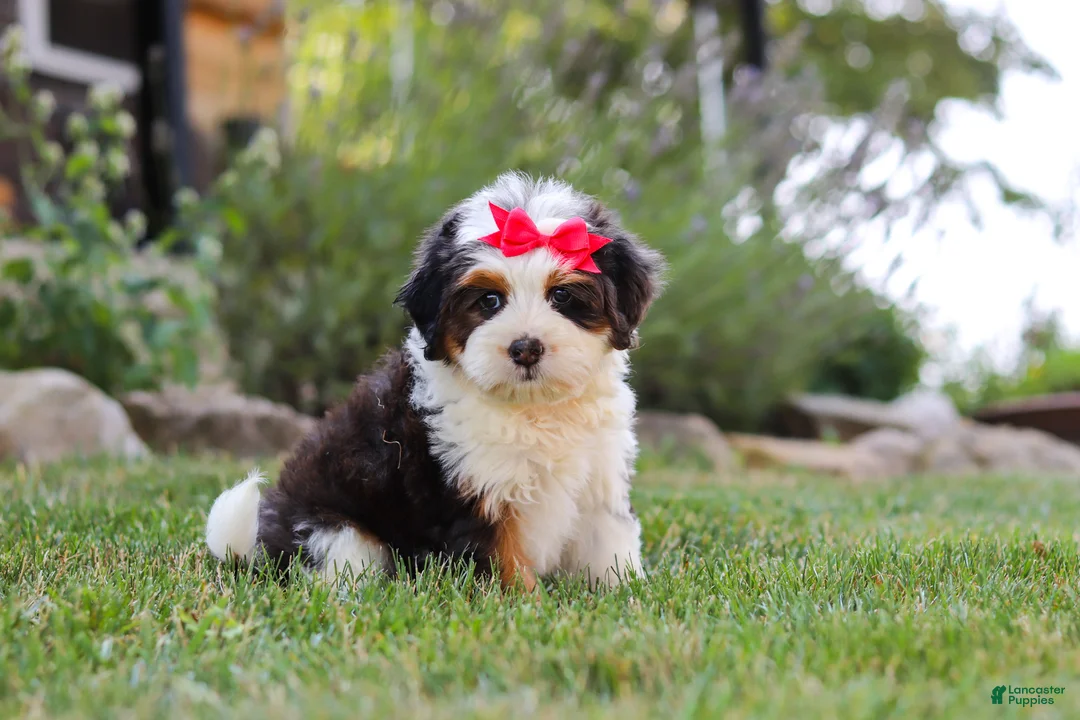 Mini Bernedoodle dogs for sale: Hailey - Ad 2