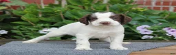 English Springer Spaniel dogs for sale: Rocket - Ad 5