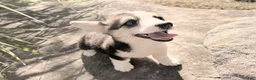 Welsh Corgi Pembroke dogs for sale: Kelsy - Ad 18