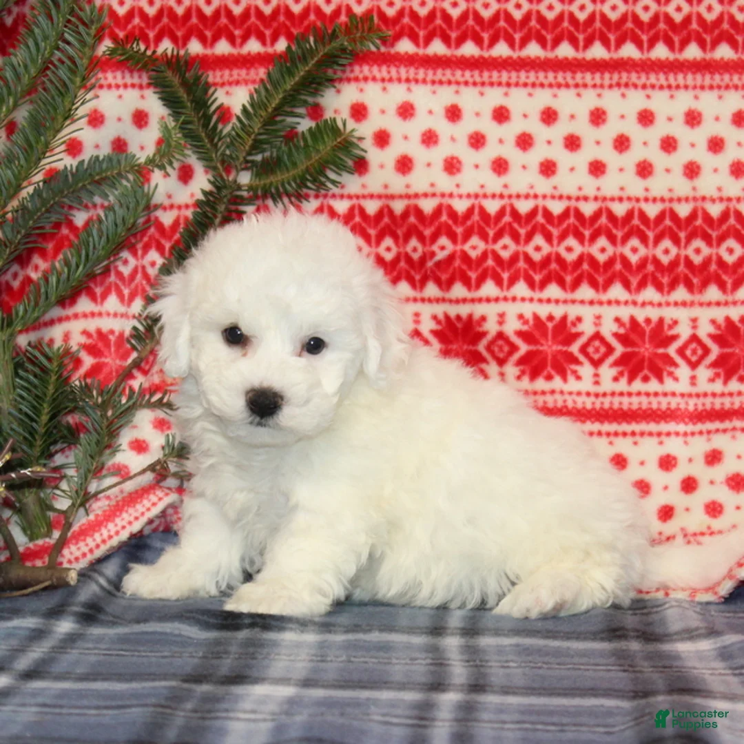 Bichon Frise dogs for sale: Julie - Ad 3
