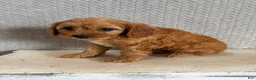 Cavapoo dogs for sale: Maya - Ad 6