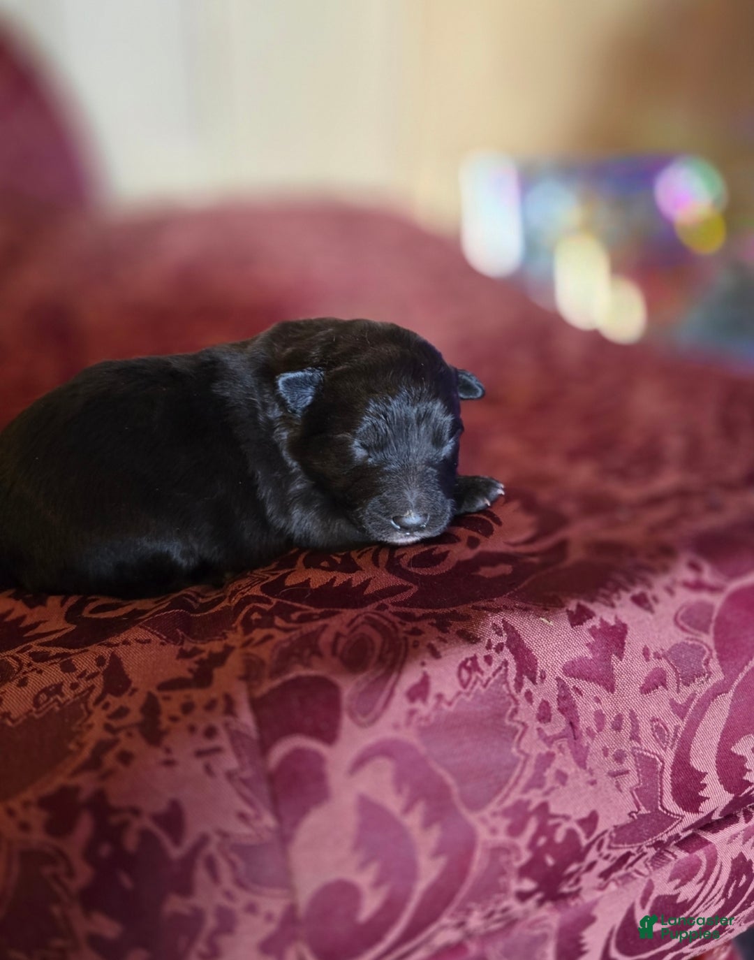 Mixed Breed dogs for sale: Stardust - Ad 6