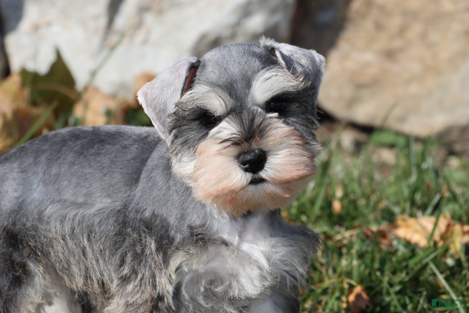 Miniature Schnauzer Puppies for sale in Indiana Lancaster Puppies