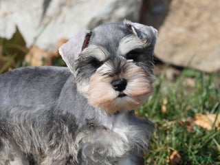 Miniature Schnauzer dogs - Ad 13