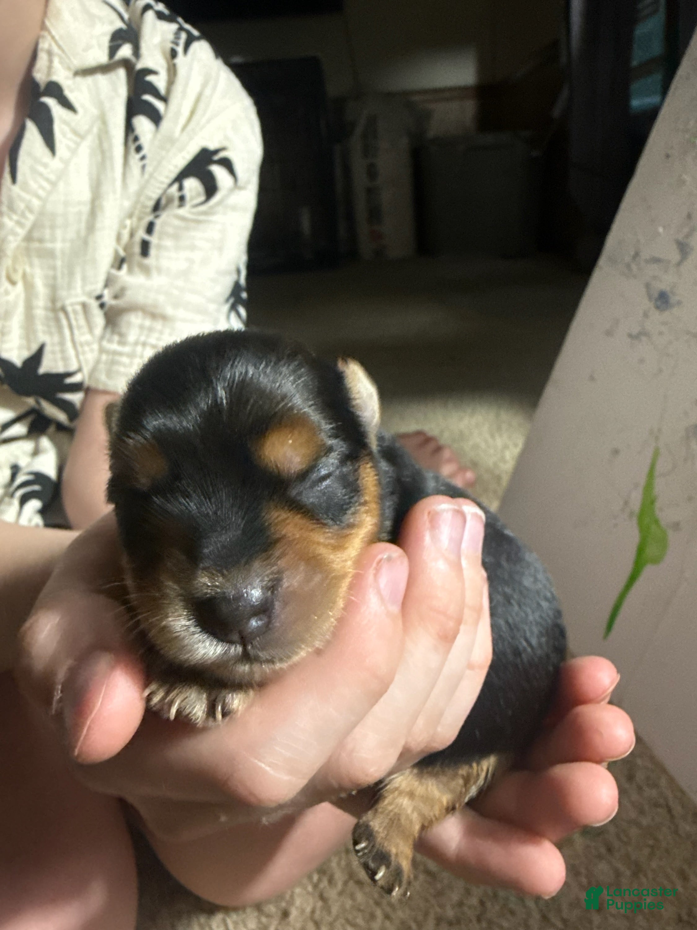 Yorkshire Terrier dogs Girl 2 - Ad 39