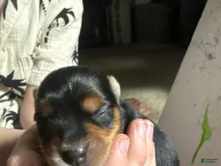 Yorkshire Terrier dogs Girl 2 - Ad 39