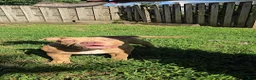 American Bully dogs for sale: Boulder - Ad 3