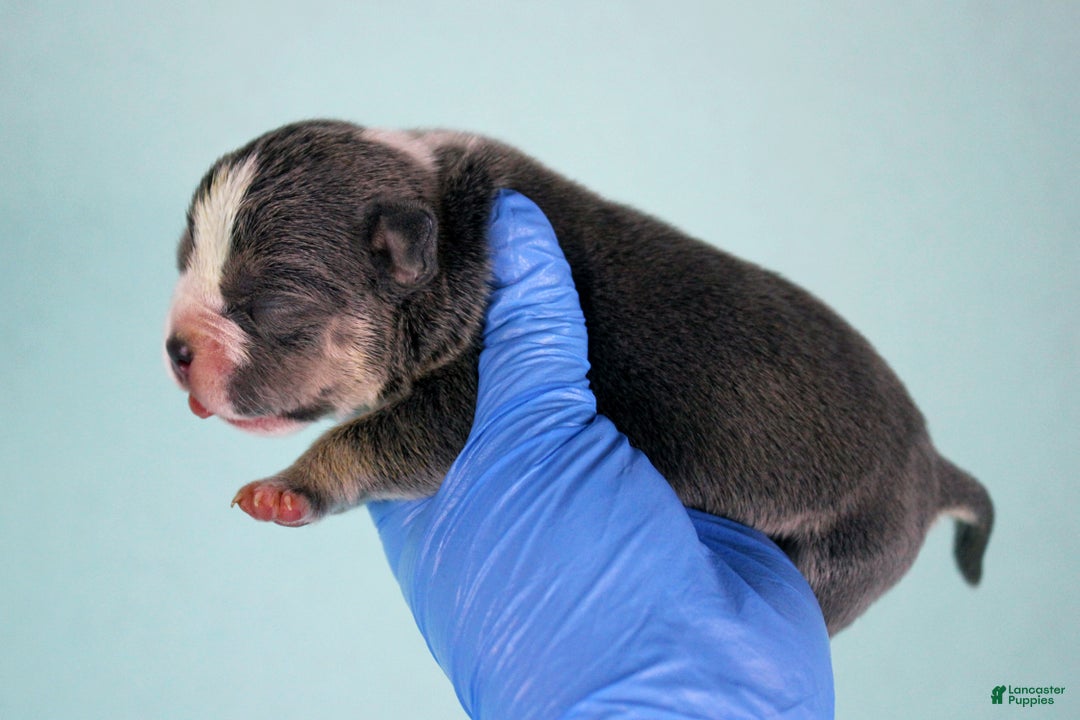 American Bully dogs for sale: Blue Tri Female 2 - Ad 3