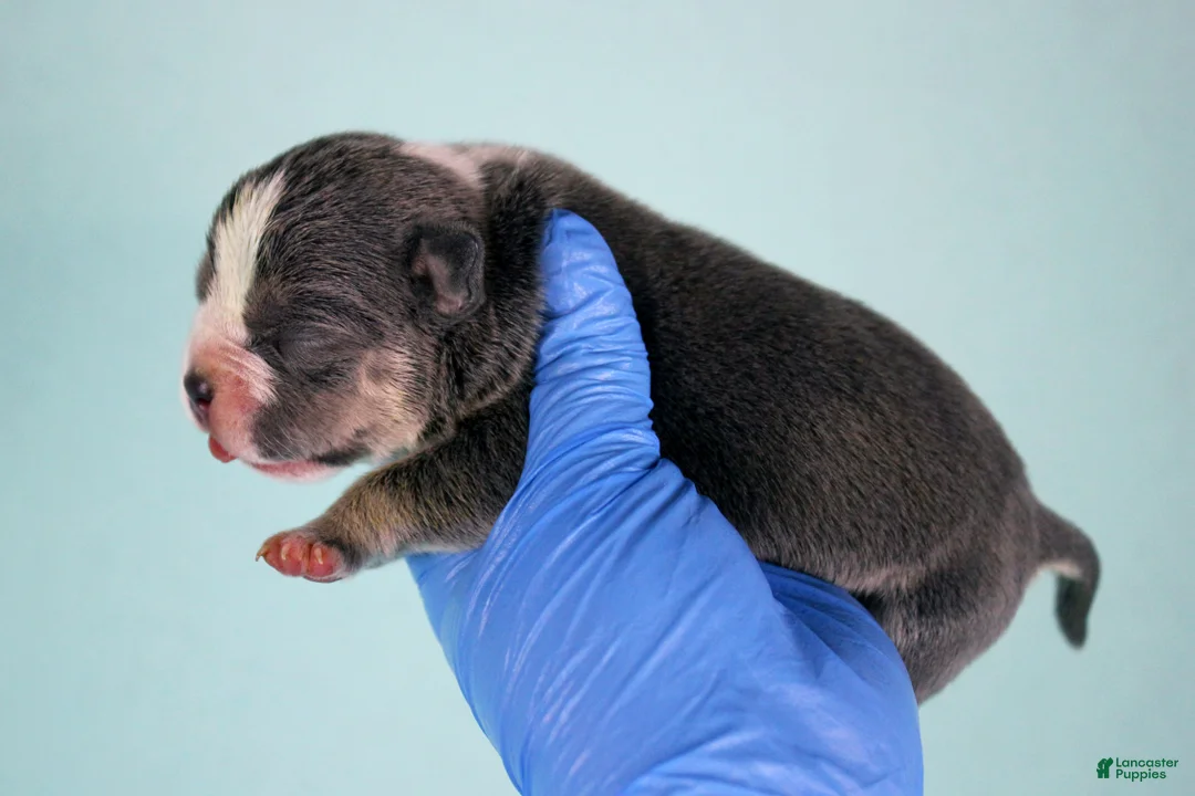 American Bully dogs for sale: Blue Tri Merle Female - Ad 16