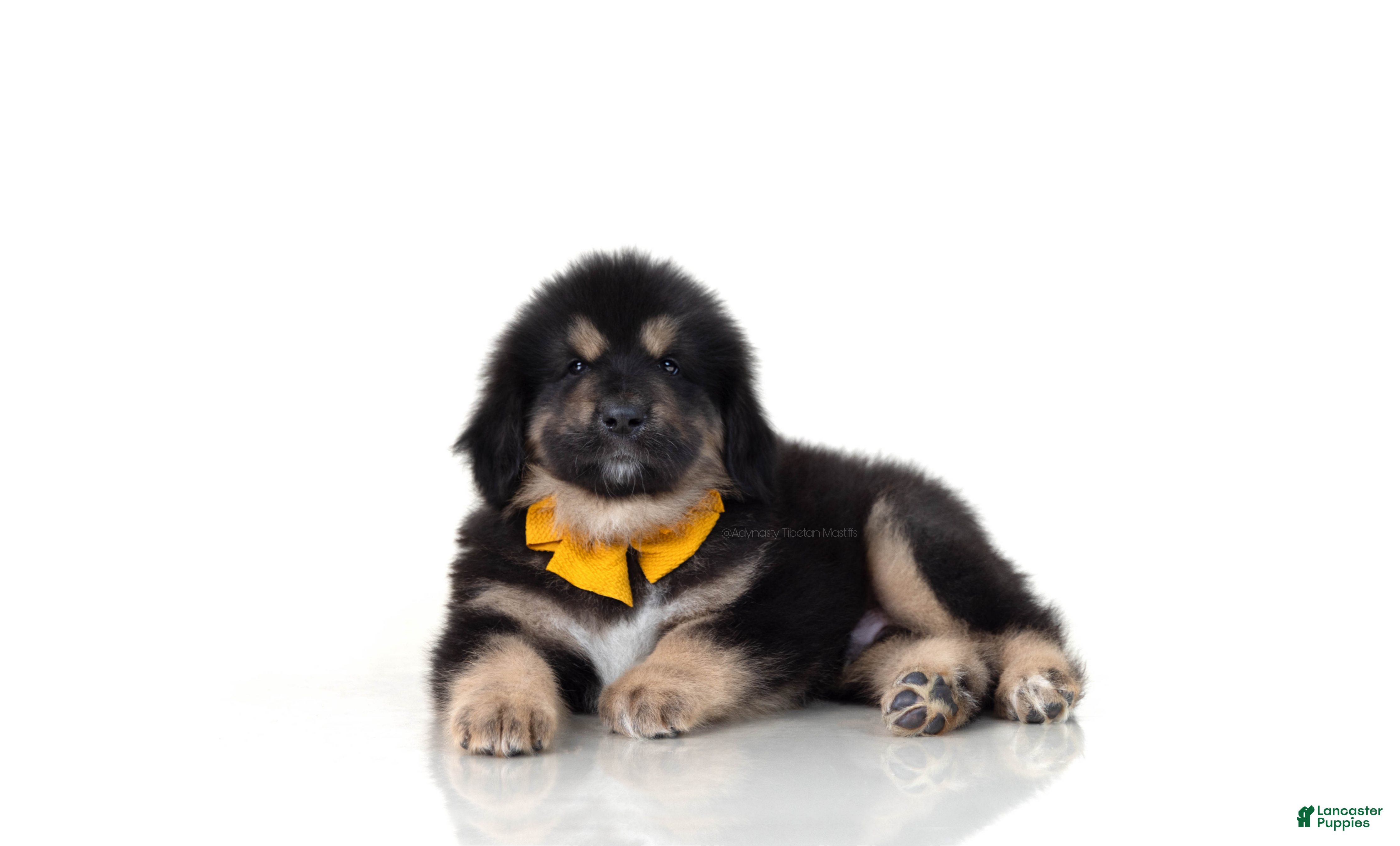 Tibetan Mastiff dogs Tibetan Mastiff Puppy | Orange Boy - Ad 1