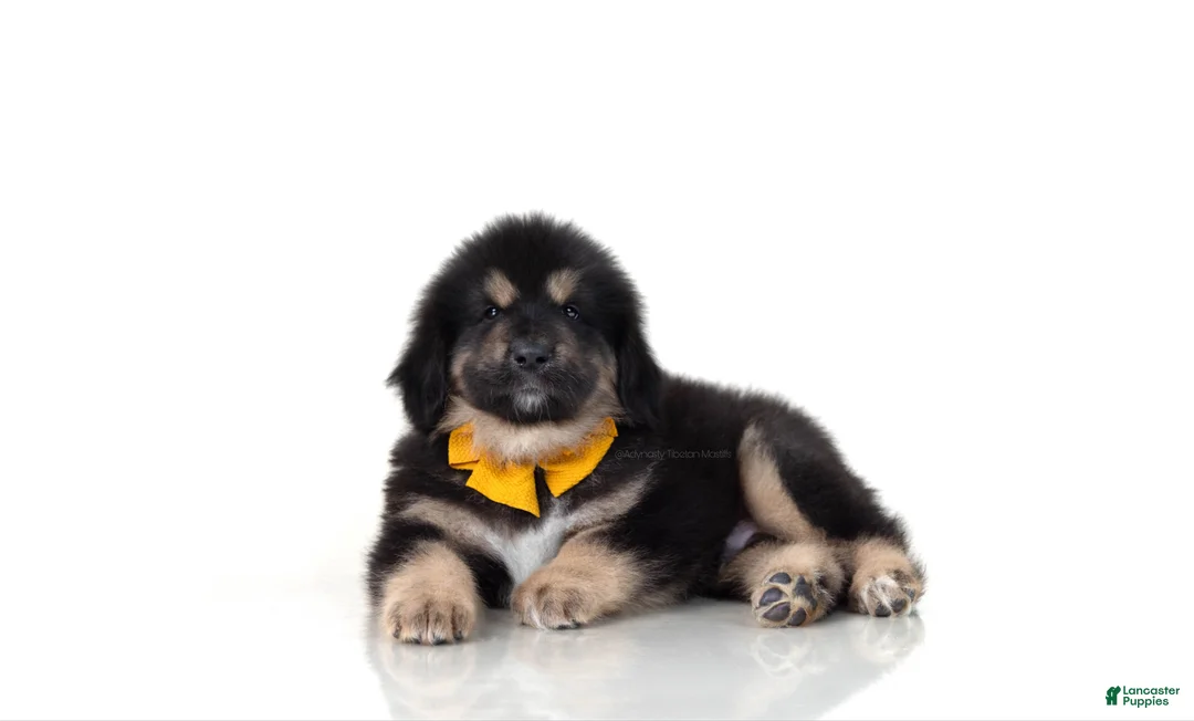Tibetan Mastiff dogs for sale: Tibetan Mastiff Puppy | Orange Boy - Ad 1