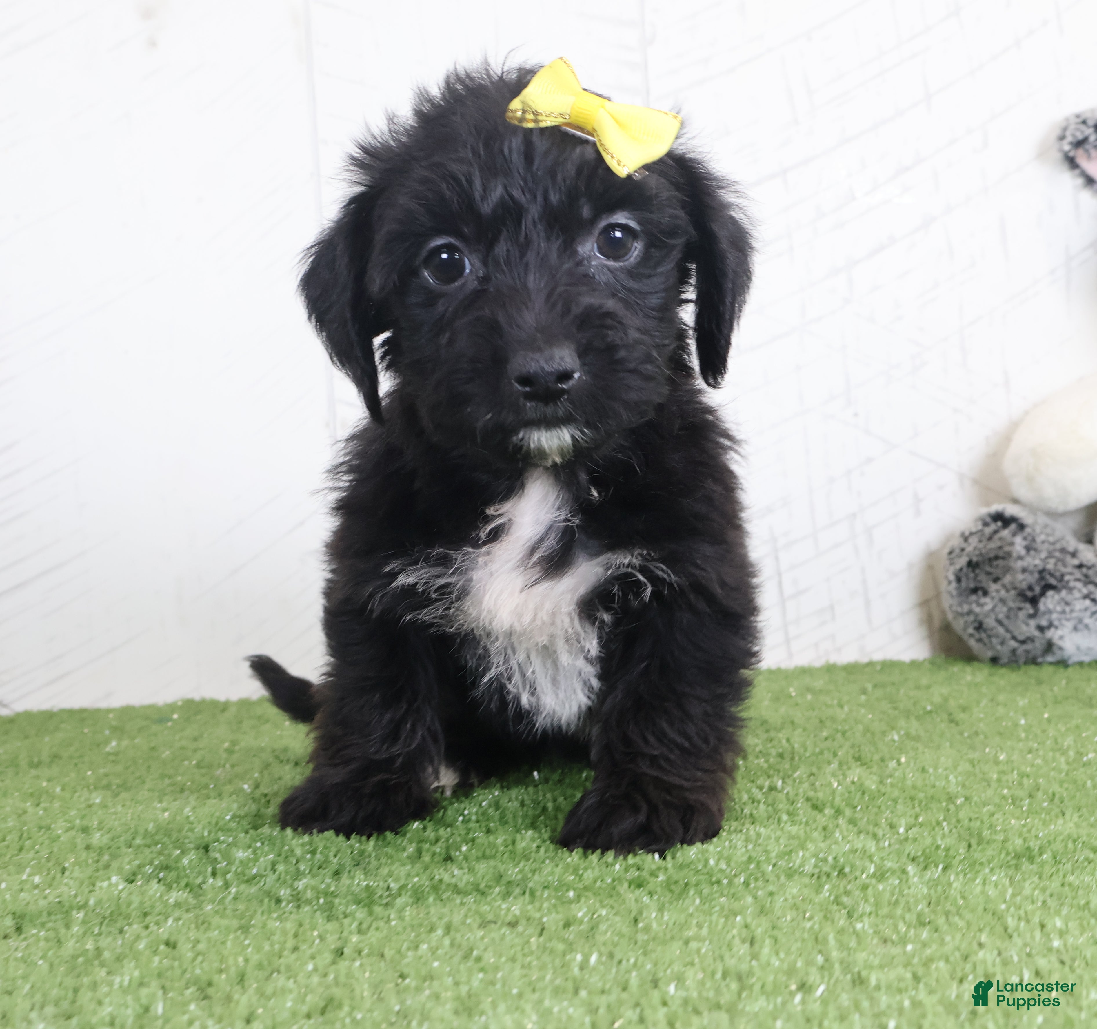 Yochon dogs for sale: Pixel - Ad 2