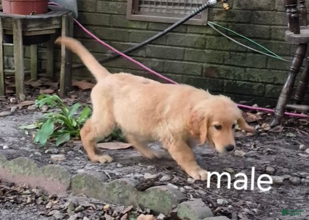 Golden Retriever dogs Boy 4 - Ad 42