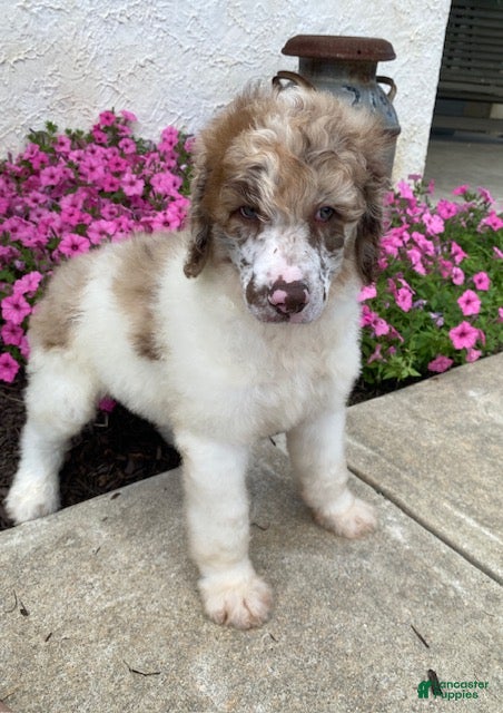 Standard Poodle dogs Tyson- genetic clear - Ad 2