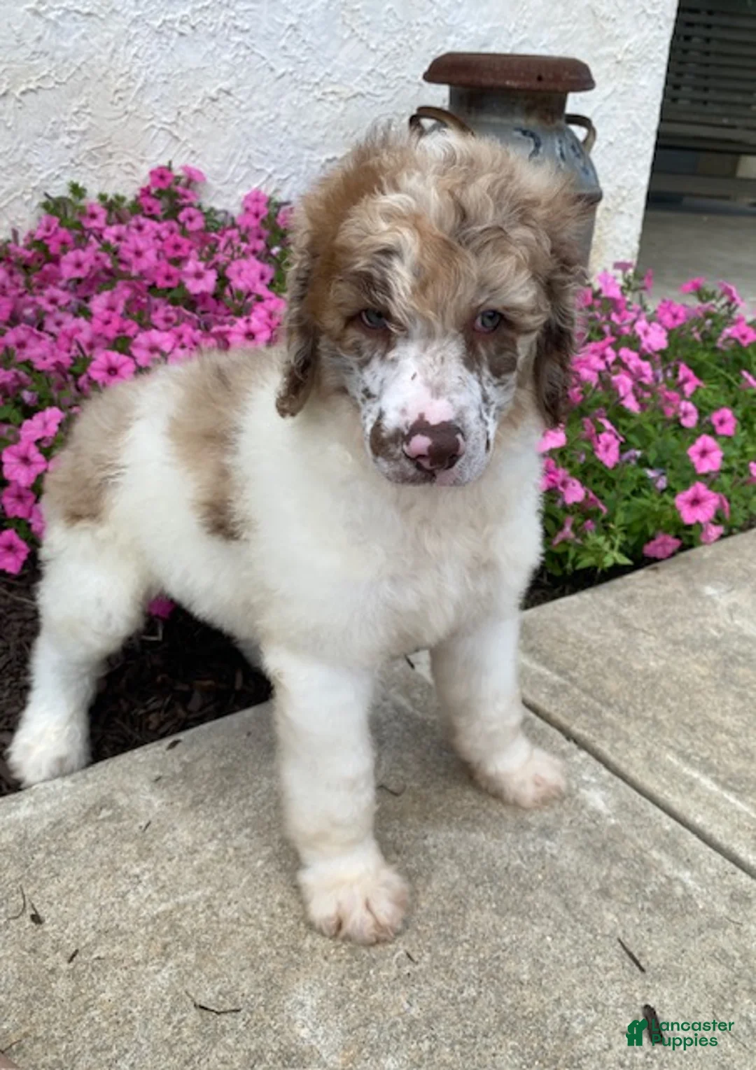Standard Poodle dogs for sale: Tyson- genetic clear - Ad 2