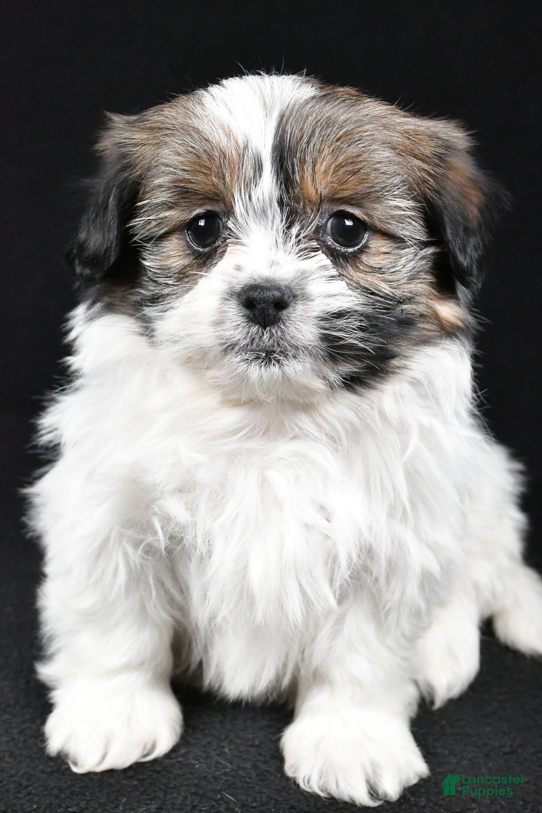 Mixed Breed dogs for sale: Angelo - Ad 6