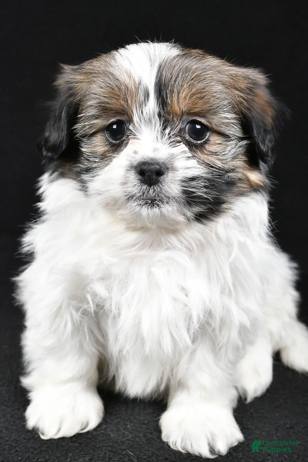 Mixed Breed dogs for sale: Angelo - Ad 5