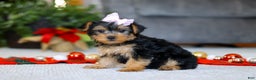Yorkiepoo dogs for sale: Annetta - Ad 2