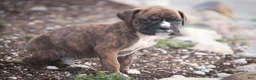 Boxer dogs for sale: Jones - Ad 8