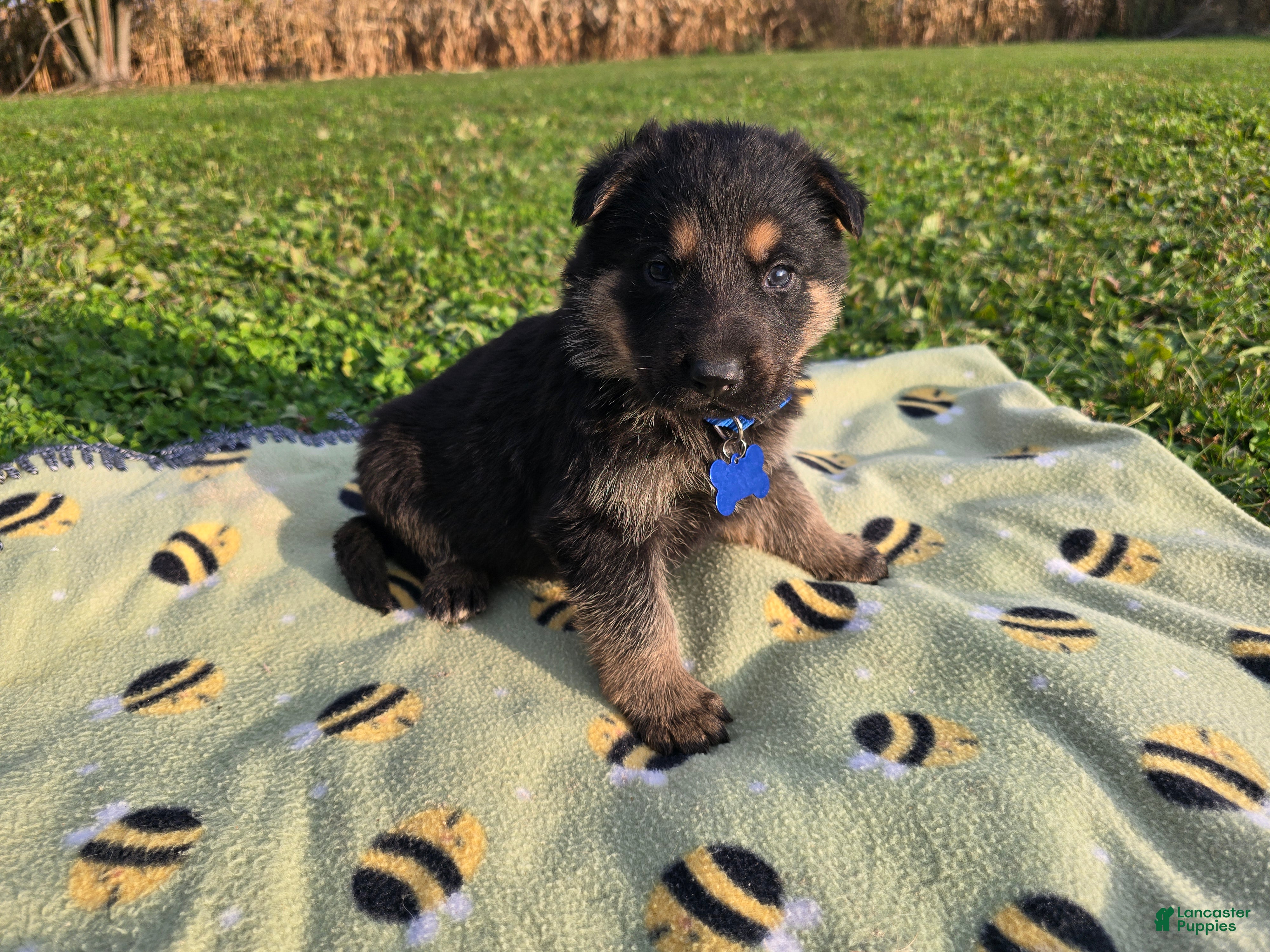 German Shepherd dogs for sale: German Shepherd 1 - Ad 1