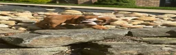 English Bulldog dogs for sale: Bennie - Ad 7