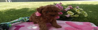 Dottie 