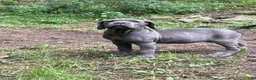 Cane Corso dogs for sale:  Love - Ad 3