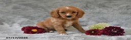 Cavapoo dogs for sale: Kylie - Ad 4