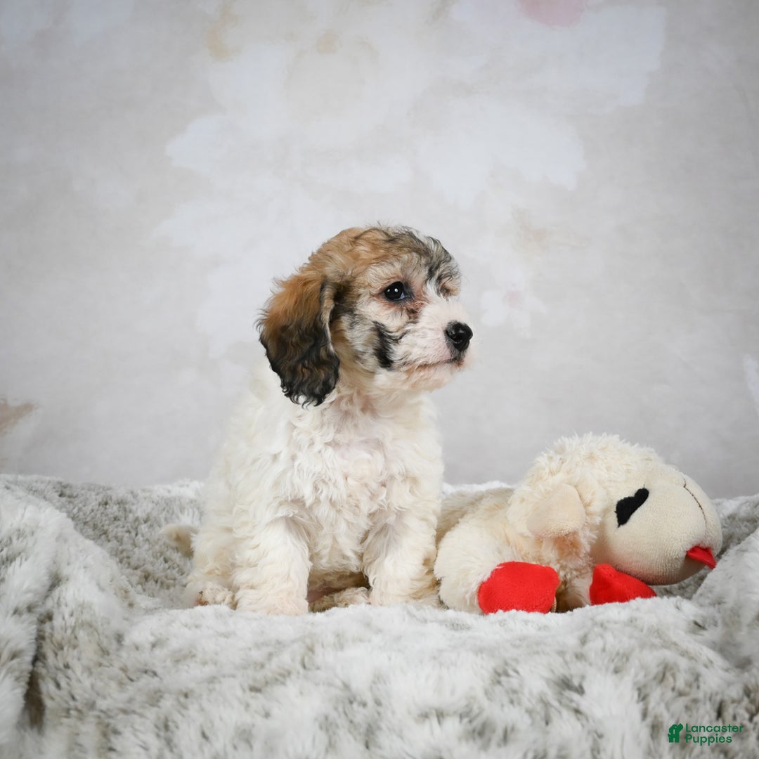 Bichpoo dogs for sale: Bella - Ad 2