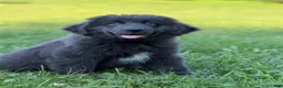 Newfoundland dogs for sale: Phoebe DNA clear OFA Gray - Ad 1