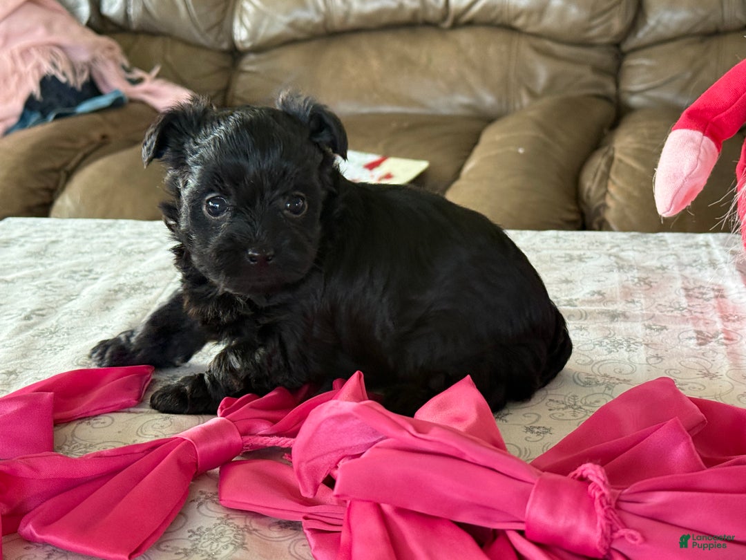 Yorkiepoo dogs for sale: Ginger - Ad 2
