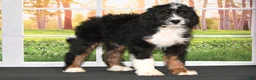 Bernedoodle dogs for sale: Dora Bernedoodle 6 - Ad 4