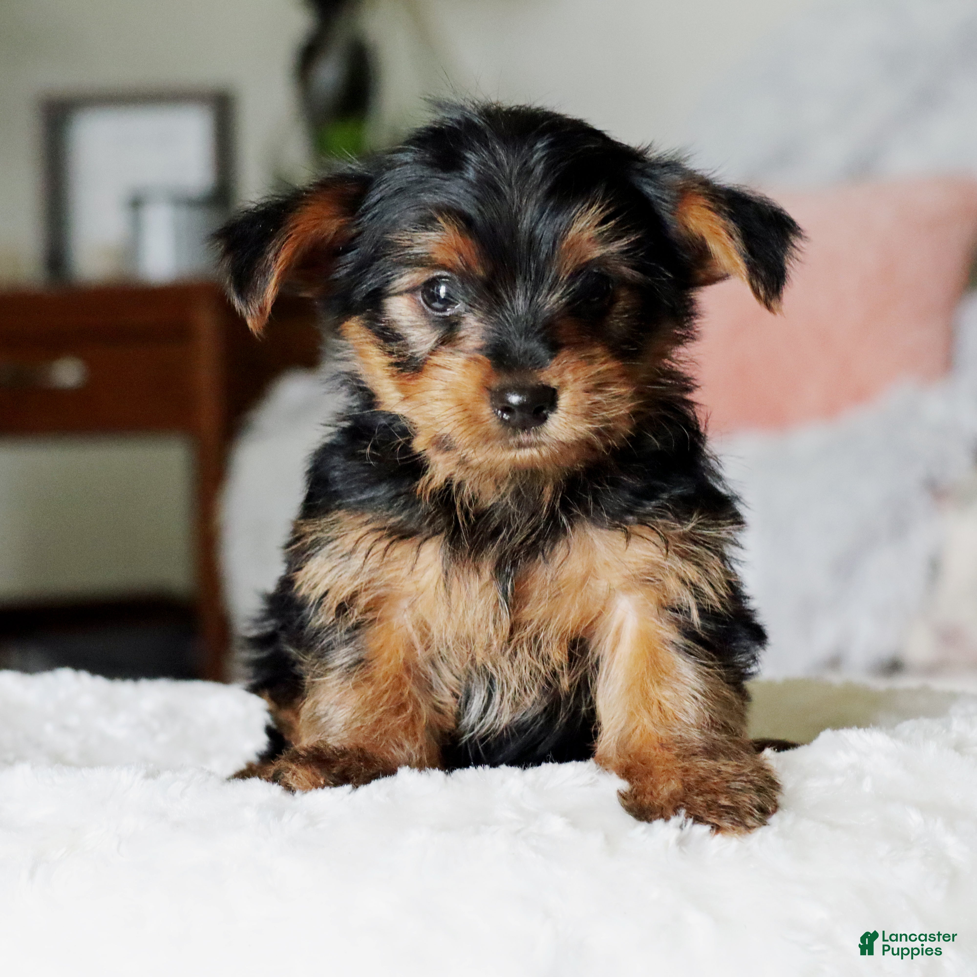 Yorkshire Terrier dogs Tucker - Ad 1