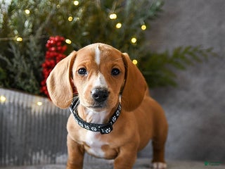 Miniature Dachshund dogs Sammy - Ad 12