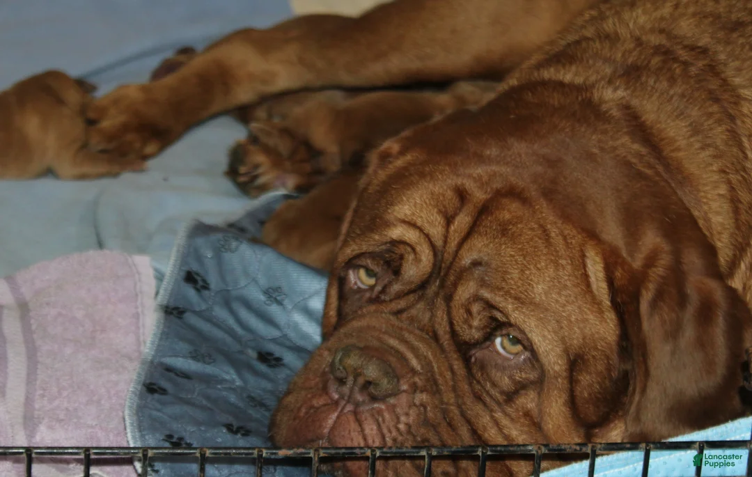 Dogue De Bordeaux dogs for sale: Dogue De Bordeaux Puppy 7 - Ad 2